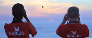 ESC volonterske pozicije u BirdLife Malta — 12 mjeseci od studenog 2025.