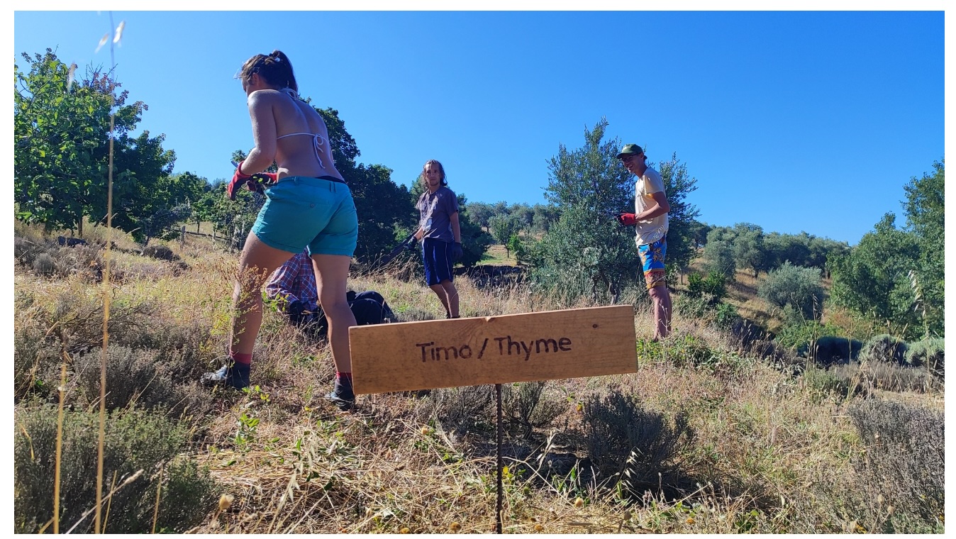 Zamijeni gradski asfalt vrtom u talijanskom selu – postani ESC volonter, nauči kuhati i uzgajati povrće