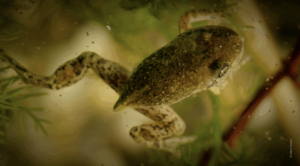 Prijavi se na ljetnu školu o zaštiti ugroženih vrsta i ekosustava u Italiji!